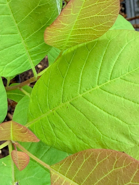 Cotinus obovatus (American Smoke Tree)