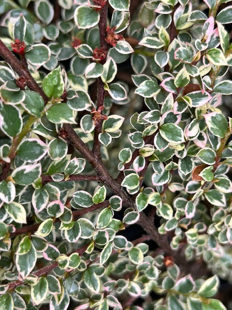 Cotoneaster horizontalis &#39;Variegatus&#39; (Variegated Rock Cotoneaster)