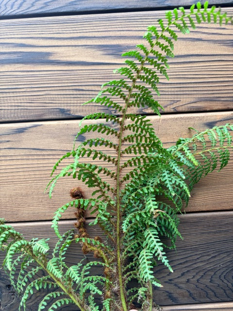 Cyathea tomentosissima (Highland Lace Tree Fern)