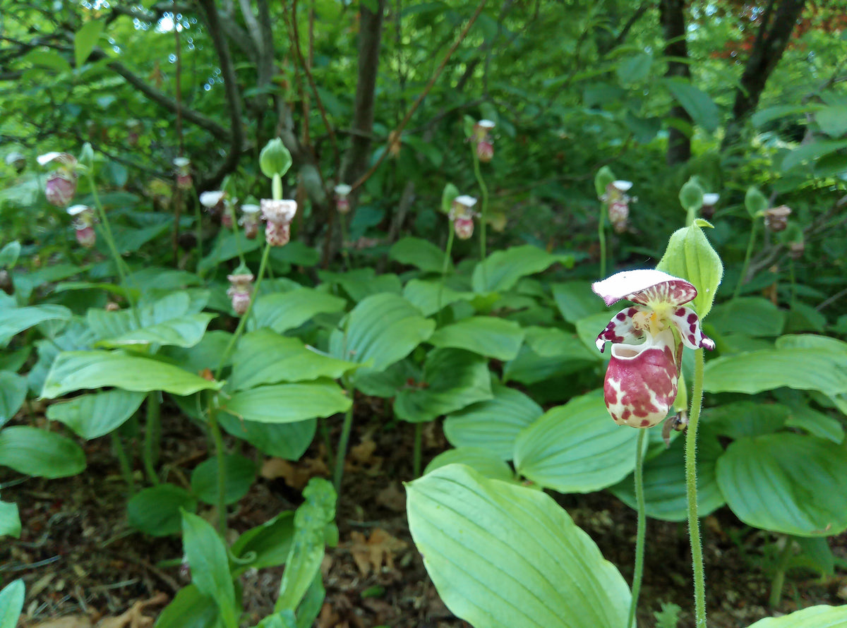Cypripedium &#39;Alaskanum&#39;  (Lady&#39;s Slipper Orchid)