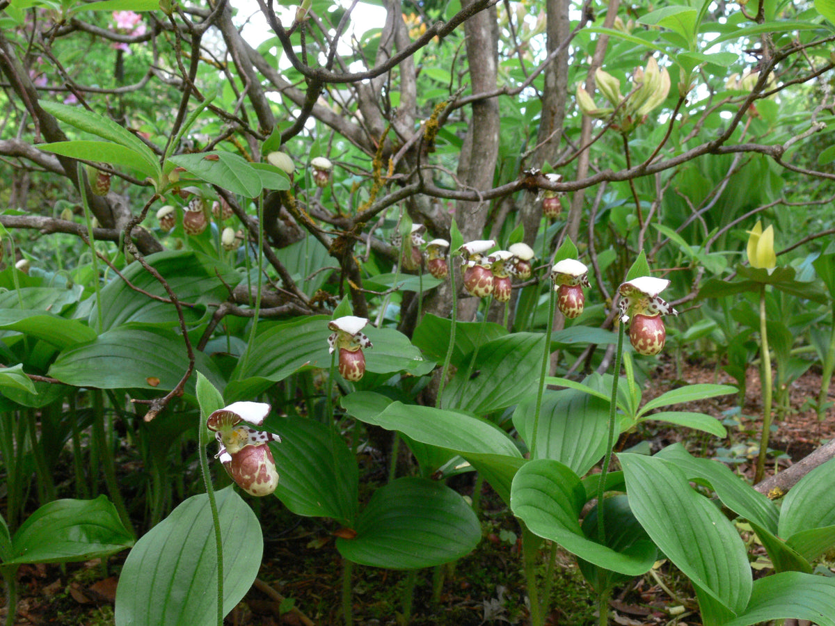 Cypripedium &#39;Alaskanum&#39;  (Lady&#39;s Slipper Orchid)