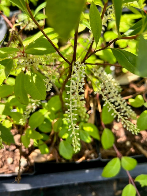 Cyrilla racemiflora (Leatherwood)