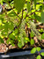 Cyrilla racemiflora (Leatherwood)