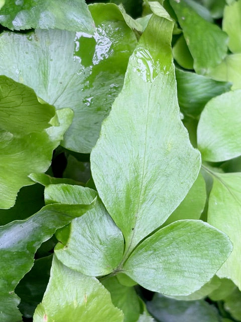 Cyrtomium devexis-capulae (Chinese Holly Fern)