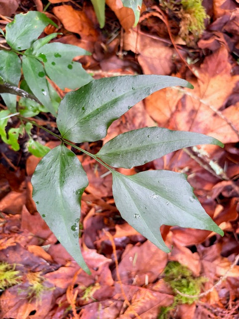 Cyrtomium devexis-capulae (Chinese Holly Fern)