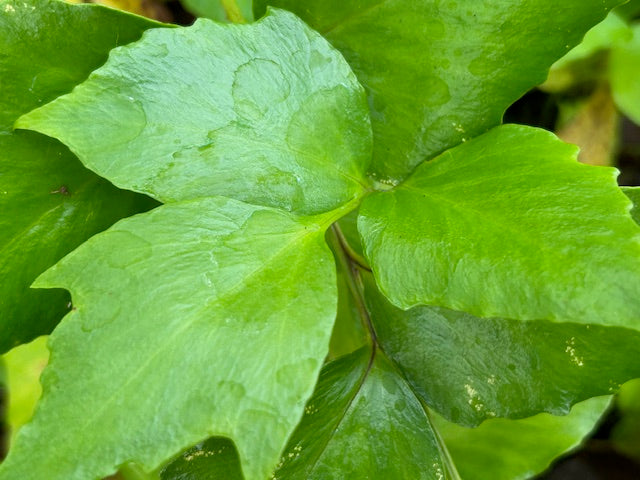 Cyrtomium falcatum 'Rochfordianum'' (Holly Fern)