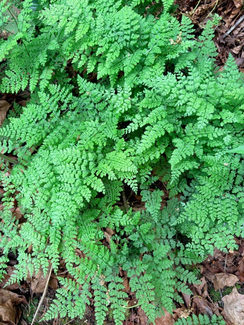 Cystopteris moupinensis