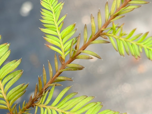 Dacrycarpus dacrydioies (Kahikatea, New Zealand White Pine)