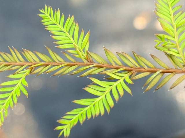 Dacrycarpus dacrydioies (Kahikatea, New Zealand White Pine)