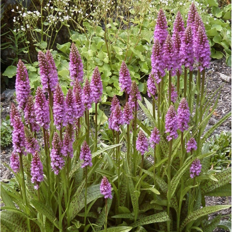 Dactylorhiza majalis Hybrids (Marsh Orchid)