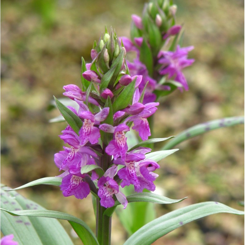 Dactylorhiza majalis Hybrids (Marsh Orchid)