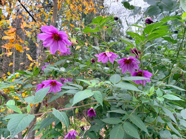 Dahlia merckii  (Species Dahlia)