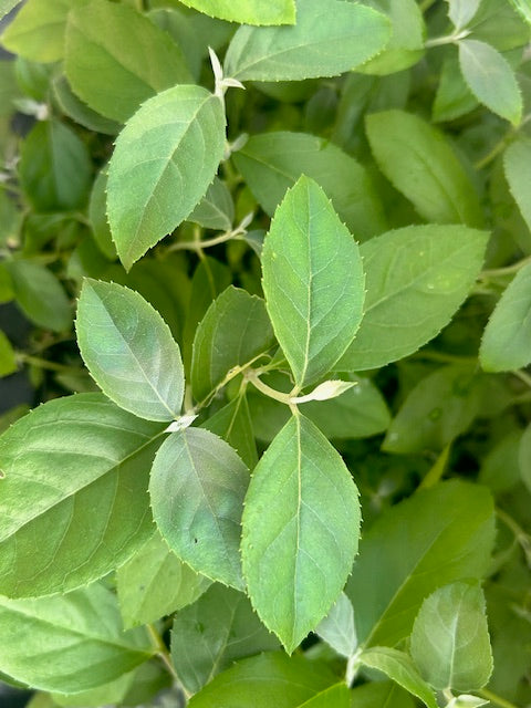 Deutzia taiwanensis 46SCAH24TW (Taiwan Deutzia)