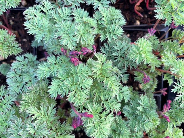 Dicentra 'Candy Hearts' (Bleeding Heart )
