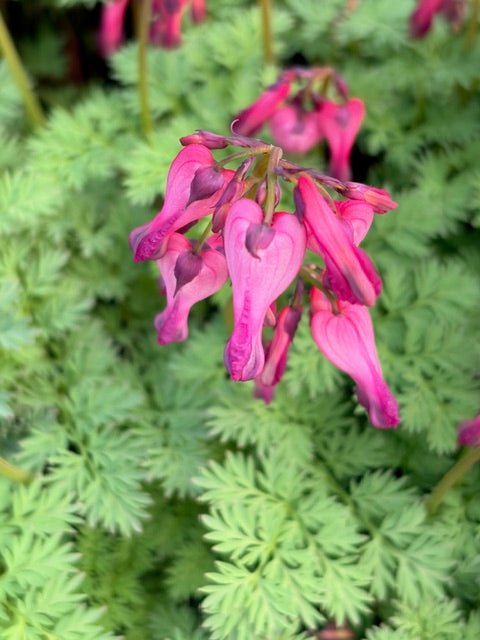 Dicentra 'Candy Hearts' (Bleeding Heart )