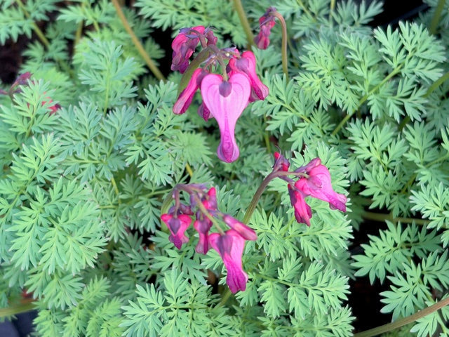 Dicentra 'Candy Hearts' (Bleeding Heart )