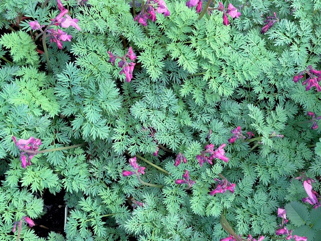 Dicentra 'Candy Hearts' (Bleeding Heart )