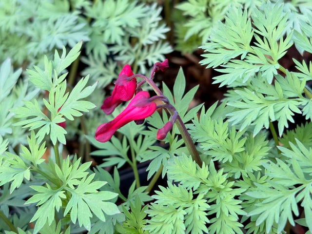 Dicentra 'Red Fountain' (Bleeding Heart )
