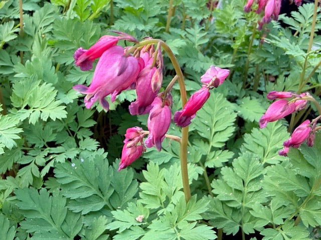 Dicentra formosa 'Luxuriant' (Luxuriant Western Bleeding Heart)
