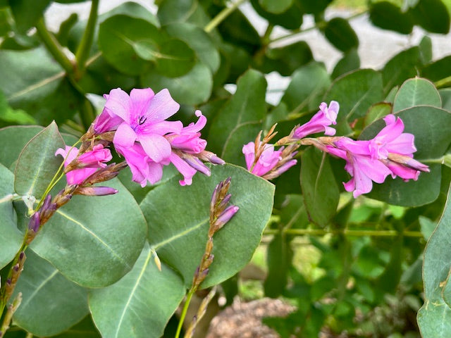 Dierama pulcherrimum  (Angel's Fishing Rod)