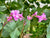 Dierama pulcherrimum  (Angel's Fishing Rod)