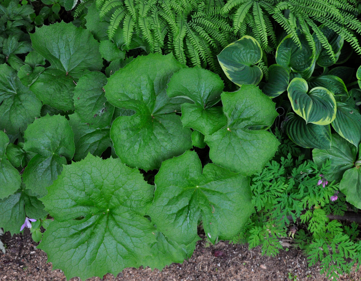 Diphylleia grayi (Umbrella Leaf)