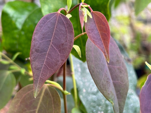 Disanthus ovatifolius (Redbud Hazel)