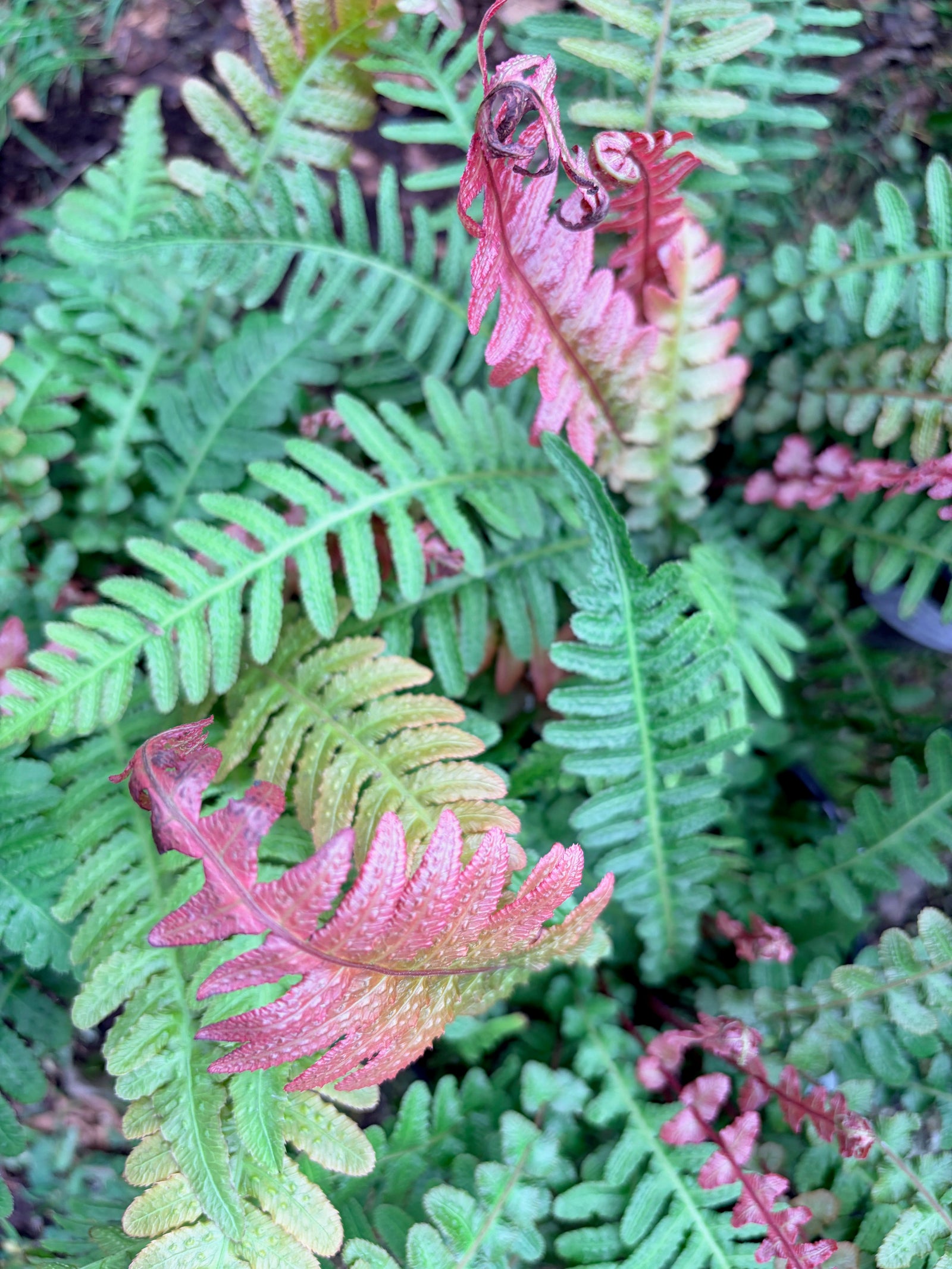 Doodia aspera 'Rough Ruby' (Prickly Rasp Fern)