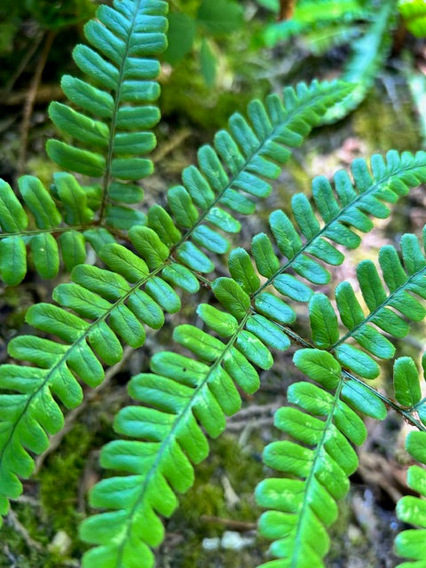 Dryopteris championii (Champion's Wood Fern)