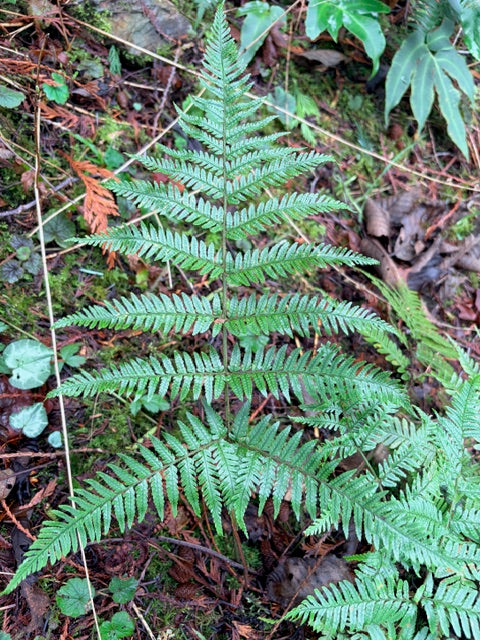 Dryopteris hondoensis (Hondo Wood Fern)