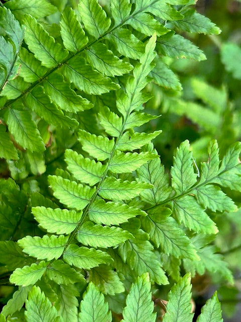 Dryopteris kuratae (Kurata's Wood-Fern)