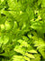 Dryopteris remota (Remote Wood Fern)