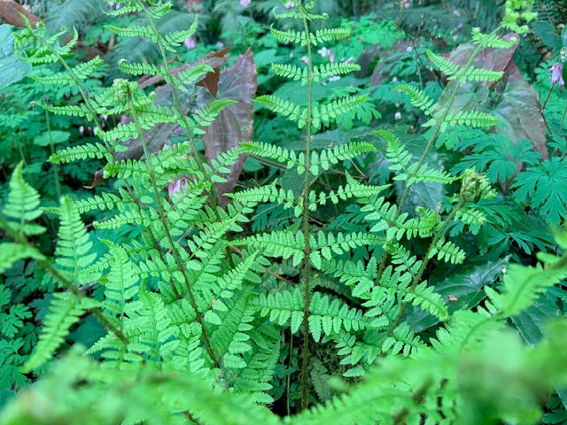 Dryopteris remota (Remote Wood Fern)