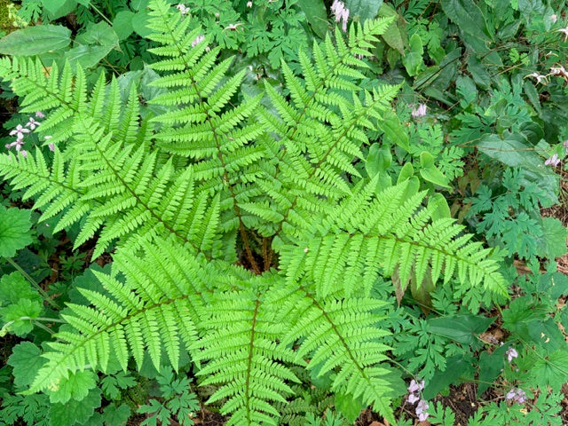 Dryopteris remota (Remote Wood Fern)