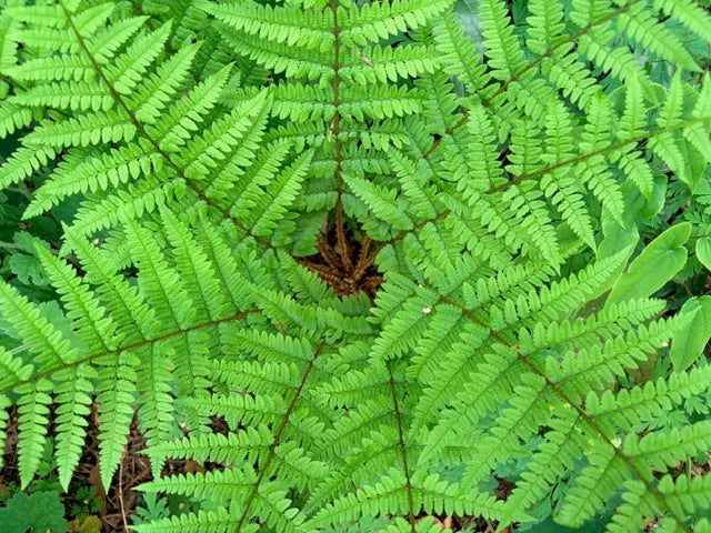 Dryopteris remota (Remote Wood Fern)