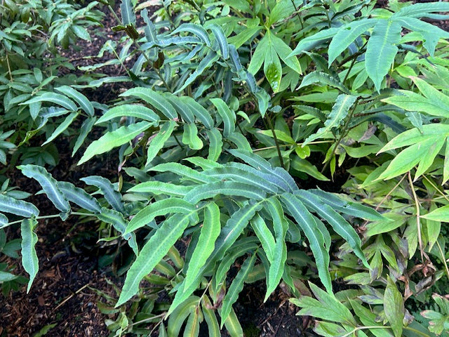 Dryopteris sieboldii (Siebold's Wood Fern)