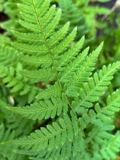 Dryopteris stewartii (Wood Fern)
