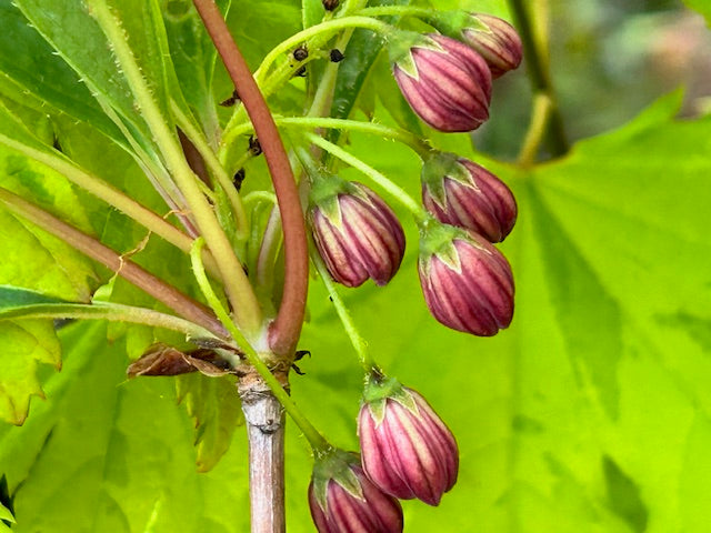 Enkianthus campanulatus 'Bovees Dark Red Stripe' (Enkianthus)