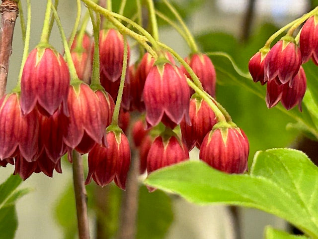 Enkianthus campanulatus 'Showy Lantern' (Showy Lantern Enkianthus)