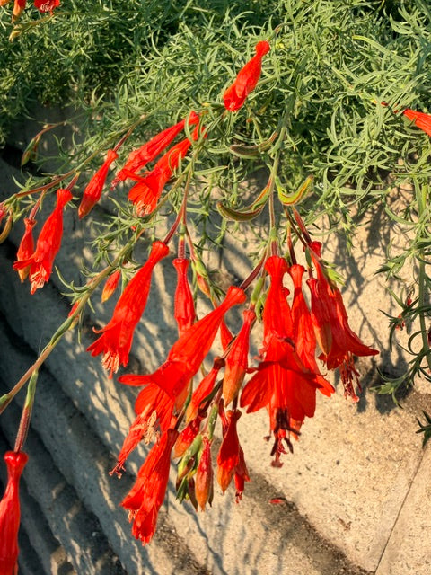 Epilobium canum 'Hollywood Flame' (California Fuchsia)