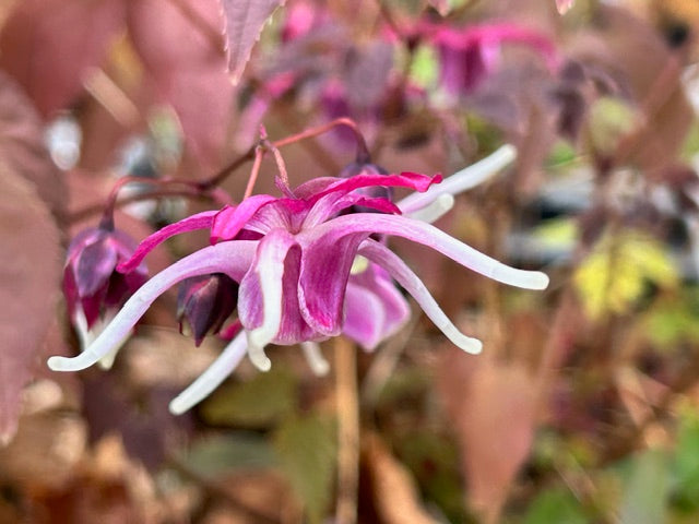 Epimedium grandiflorum 'Orion' (Fairy Wings)