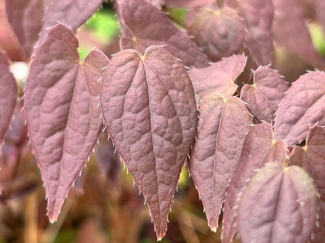 Epimedium grandiflorum 'Orion' (Fairy Wings)
