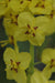 Epimedium pinnatum ssp. colchicum 'Thunderbolt' (Fairy Wings)