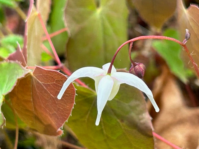 Epimedium x youngianum 'Azusa' (Fairy Wings)