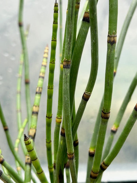 Equisetum hyemale  (Scouringrush Horsetail)