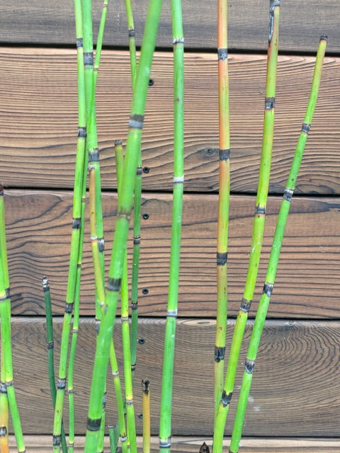 Equisetum hyemale var. robustum (Giant Scouringrush, Horsetail)