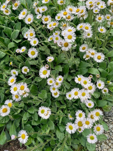 Erigeron pulchellus var. pulchellus 'Lynnhaven Carpet (Robin's Plantain)