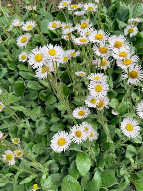 Erigeron pulchellus var. pulchellus 'Lynnhaven Carpet (Robin's Plantain)