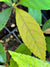Eriobotrya deflexa 59SCAH24TW (Loquat)