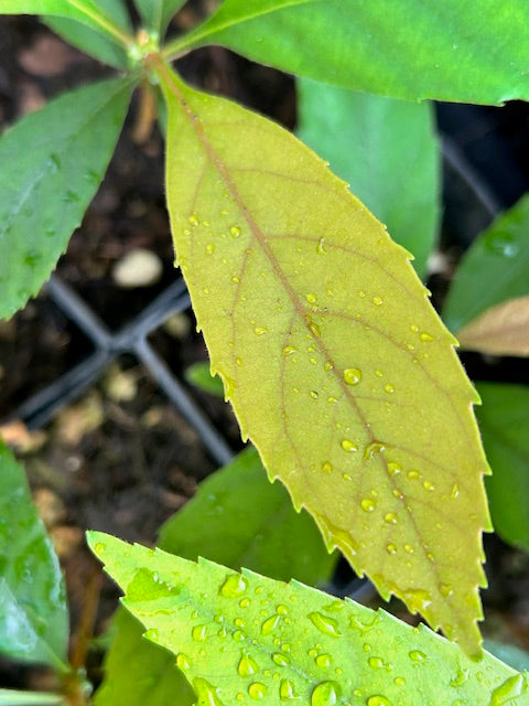 Eriobotrya deflexa 59SCAH24TW (Loquat) - Keeping It Green Nursery